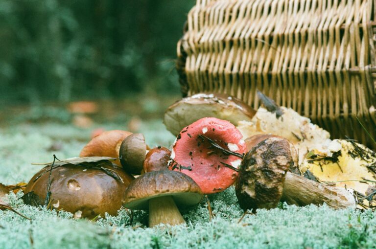 Can You Bring Edible Mushrooms On A Plane? Here’s The Answer!