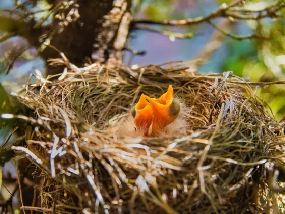 Do Mother Birds Sleep In The Nest With Their Babies