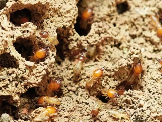 How To Get Rid Of Termites Home Remedy