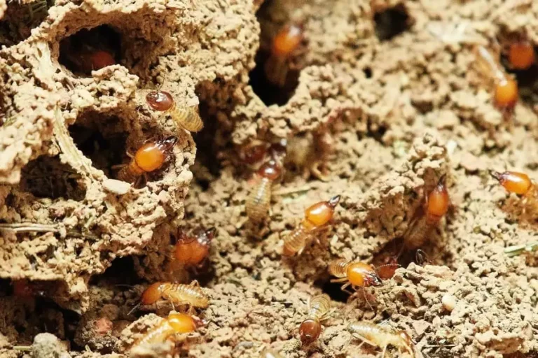 How To Get Rid Of Termites Home Remedy – The Easy Way