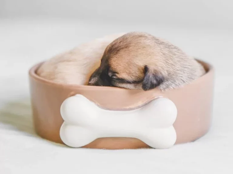 How To Keep House Clean When Your Dog Is In Heat A Simple guide