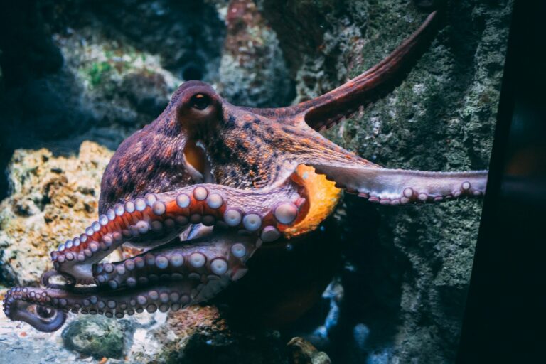 What does octopus taste like
