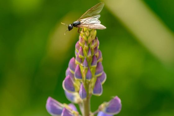 How To Get Rid Of Flying Ants In Wall Cavity