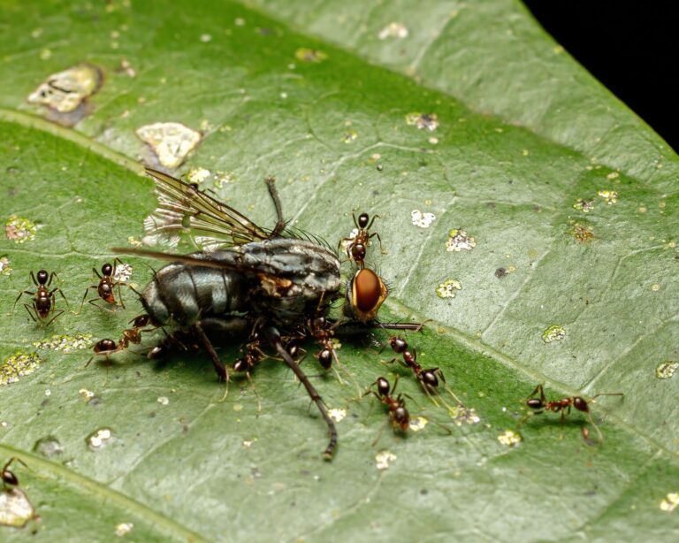 How To Get Rid Of Flying Ants In Wall Cavity