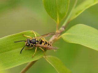 How To Keep Wasps Away From Wood Deck
