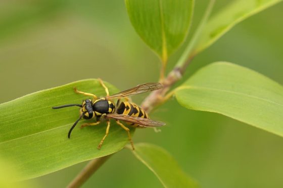 How To Keep Wasps Away From Wood Deck