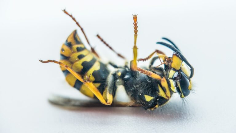 How To Keep Wasps Away From Wood Deck