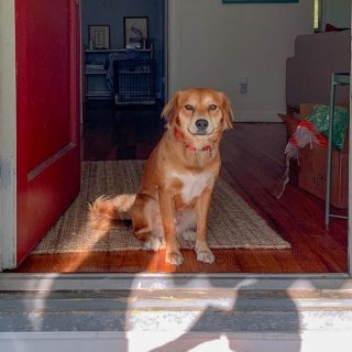 How To Protect Door From Dog Scratching