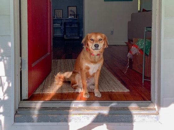 How To Protect Door From Dog Scratching