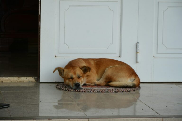 How To Protect Door From Dog Scratching