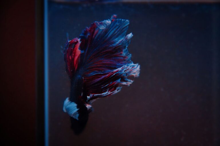 How To Transfer Betta Fish From Cup To Tank