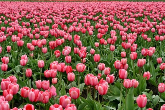 When To Cut Down Tulips After Blooming