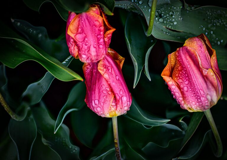 When To Cut Down Tulips After Blooming