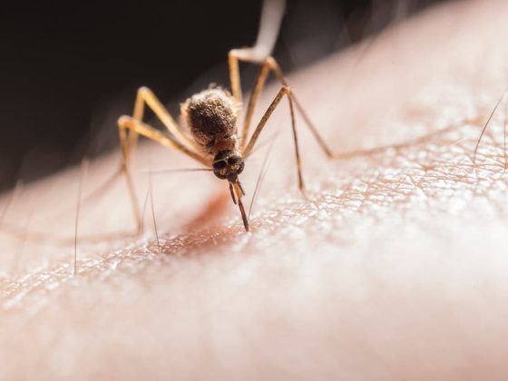 Can Mosquitoes Bite Through Clothes 