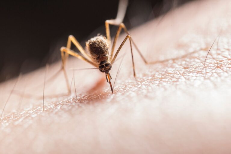 Can Mosquitoes Bite Through Clothes