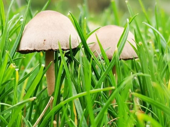 How To Kill Mushrooms In A Lawn