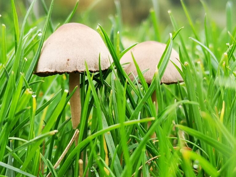 How To Kill Mushrooms In A Lawn