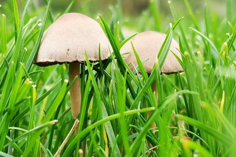 How To Kill Mushrooms In A Lawn