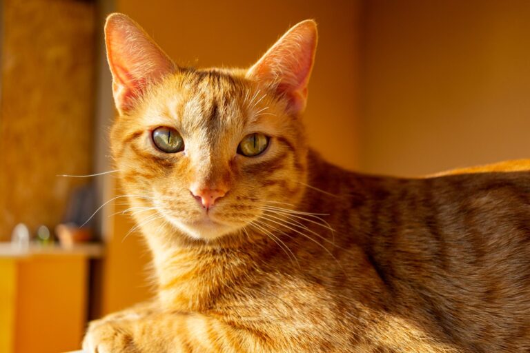 Are Female Orange Cats Rare