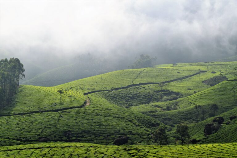 The 9 Best Resorts In Coorg: Find Your Perfect Getaway