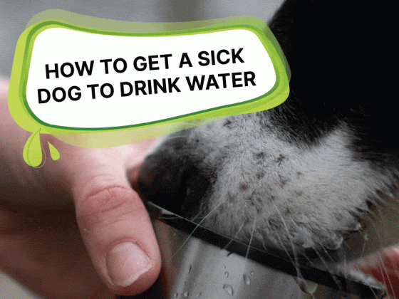 How To Get A Sick Dog To Drink Water