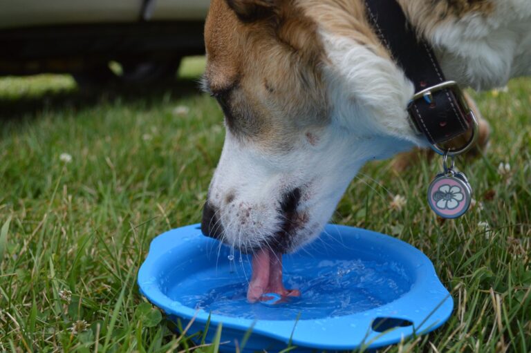 How To Get A Sick Dog To Drink Water