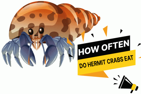 How often do hermit crabs eat