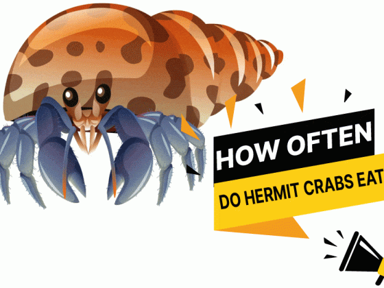 How often do hermit crabs eat