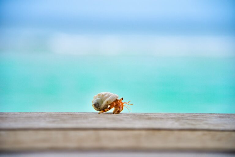 How Often Do Hermit Crabs Eat And What To Feed Them?