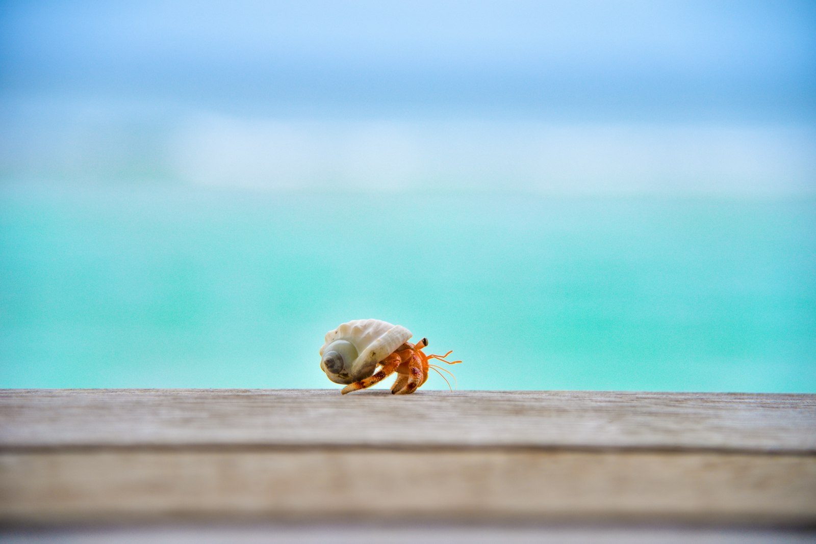 How often do hermit crabs eat