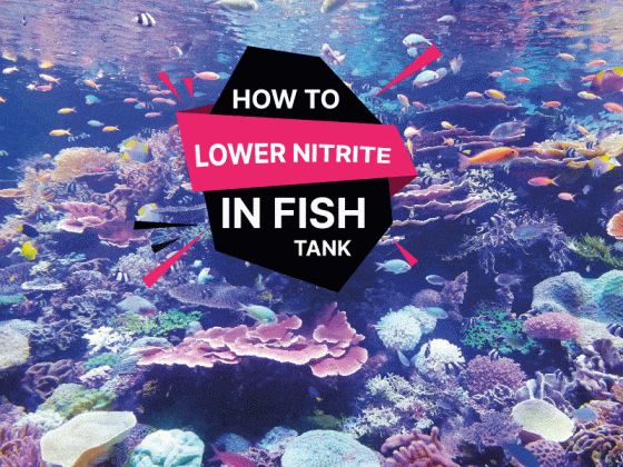 How to Lower Nitrite in Fish Tank