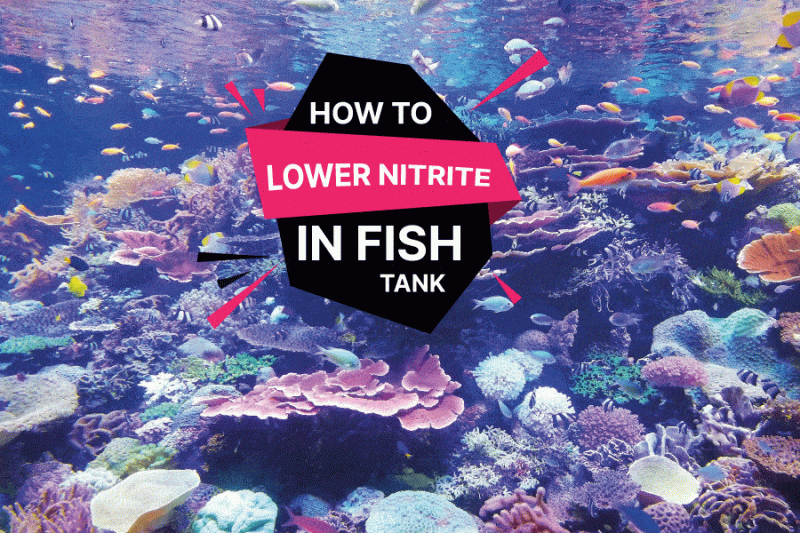How to Lower Nitrite in Fish Tank