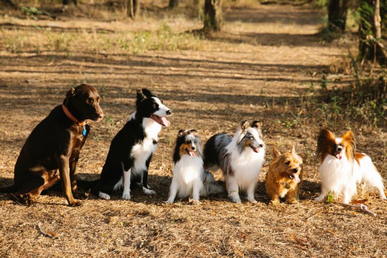 What Breed Is Tramp From Lady And The Tramp