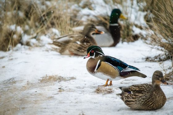 Do Male Ducks Lay Eggs