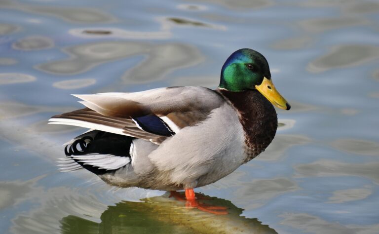 Do Male Ducks Lay Eggs