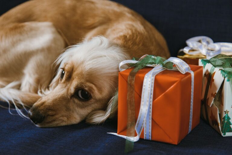 How To Send Gifts In Animal Crossing