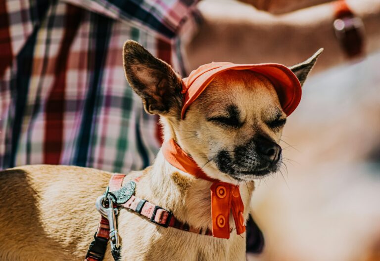 Why Do People Wear Dog Collars