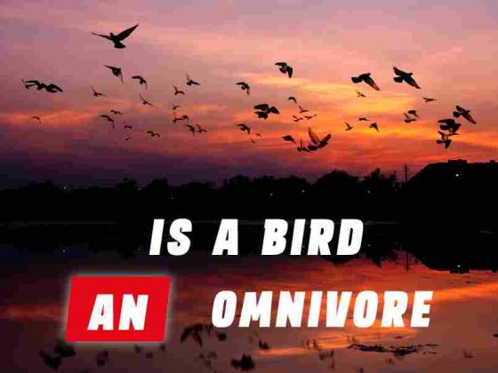 Is A Bird An Omnivore