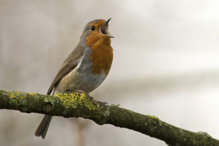 Is A Bird An Omnivore
