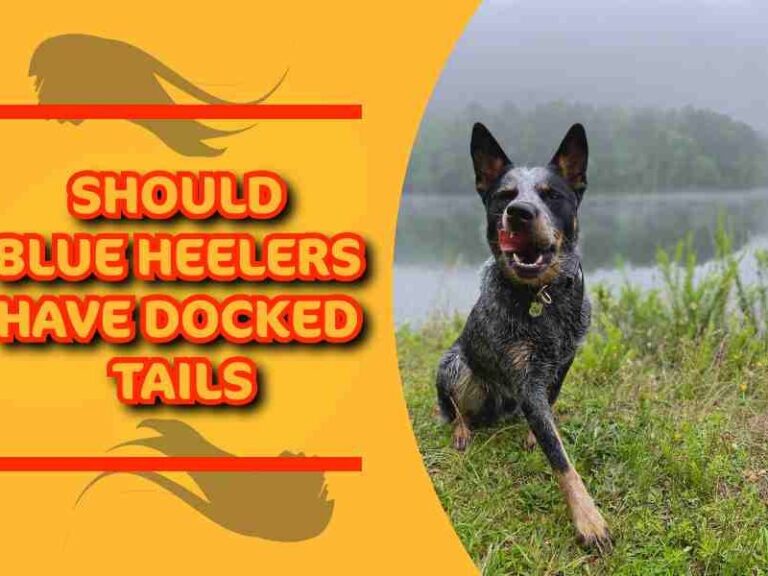 Should Blue Heelers Have Docked Tails