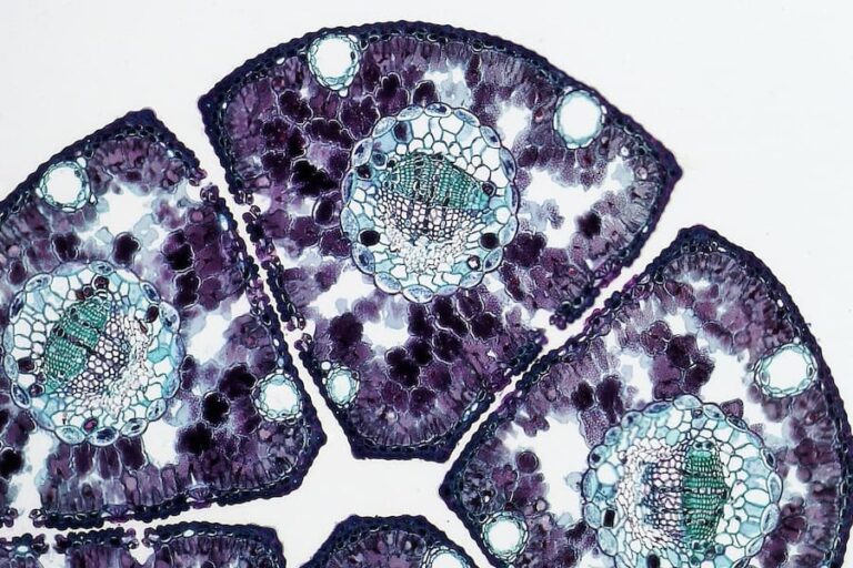 Do Animal Cells Have A Nucleolus