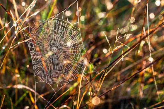 Are Spider Webs Flammable