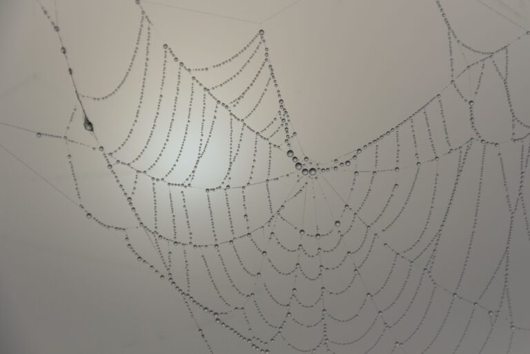 Are Spider Webs Flammable