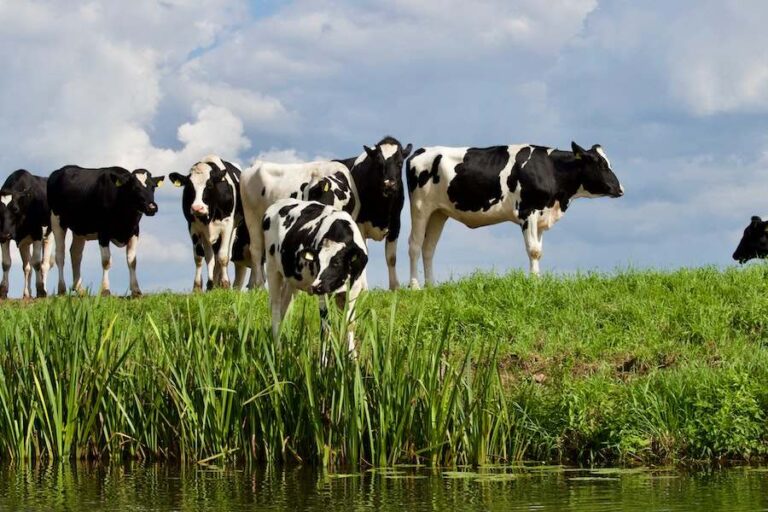 Can You Eat Dairy Cows? Exploring The Pros And Cons Of Eating Dairy Beef