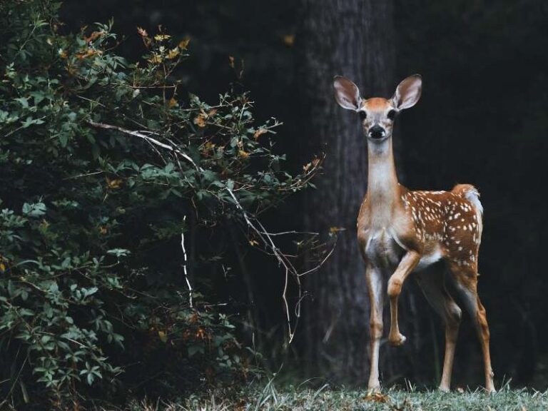 How To Get A Deer To Come To You