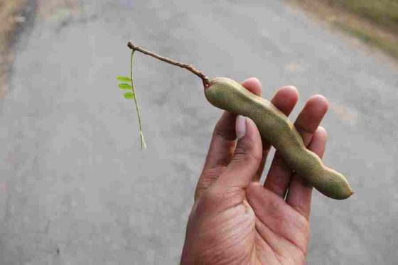 What Does A Tamarind Taste Like