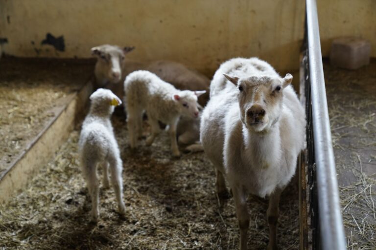Why Is Lamb So Expensive
