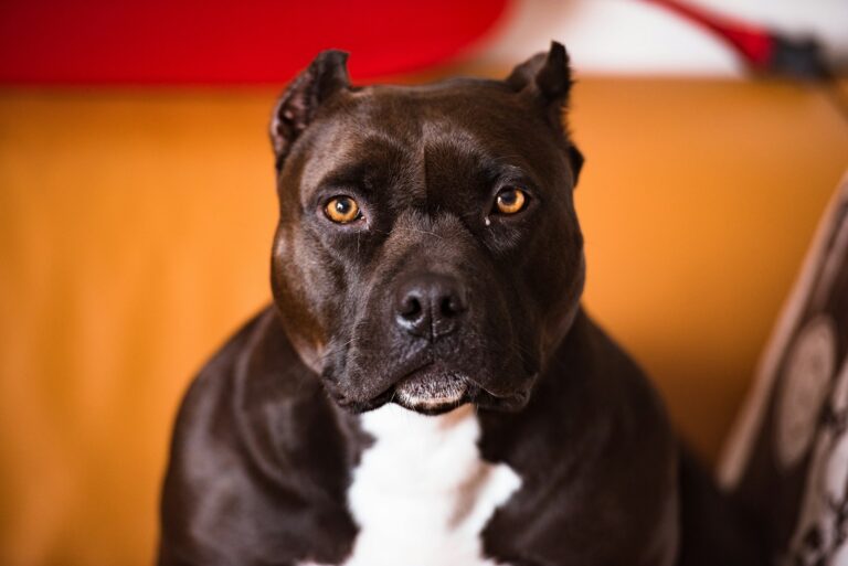 Why Is Pedigree Bad For Dogs
