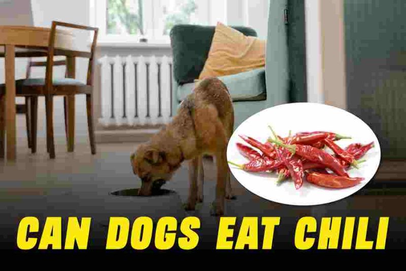Can Dogs Eat Chili