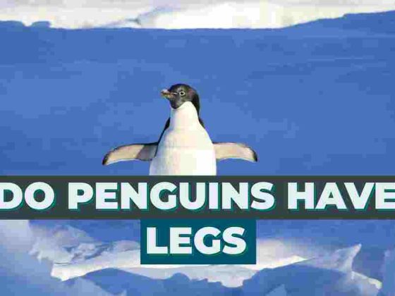Do Penguins Have Legs